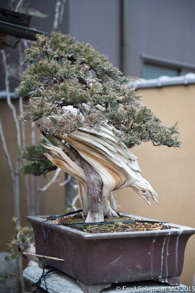 20150310_162215 D4S.jpg - Bonsai Museum and Gardens Tokyo, a famous garden more than 400 years old. Rare bonsai are more than 500 years old.